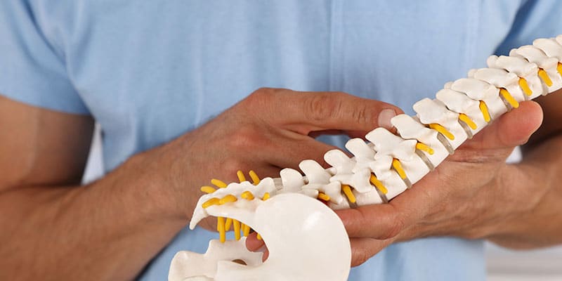Closeup view of male hands holding a spinal cord disk model
