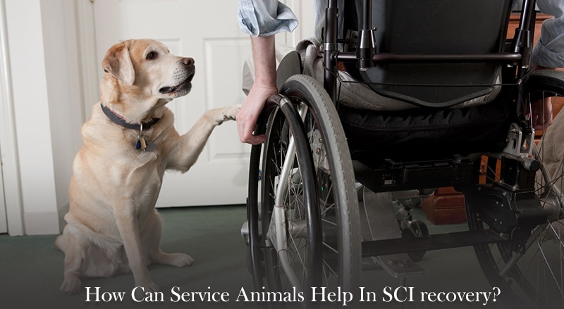 Service Animals & Their Role In SCI Recovery I Hamsa Rehab